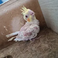 سرلاکی جوجه