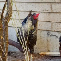 خروس گلین ریشو