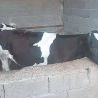 گوساله نر