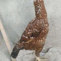 مرغ رودان