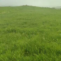 سیب زمینی