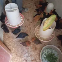 جوجه مرغ