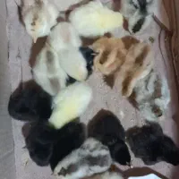 جوجه مرغ