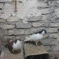 کفتر|پرنده|چناران, |دیوار