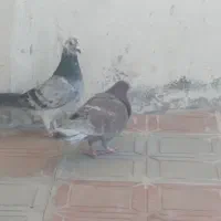 جفت آلمانی