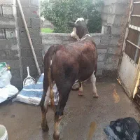 دو عدد گاو مادر و بچه