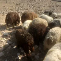 ۳۸ میش وبره بفروش میرسدنغد یا با ماشین پارس معاوظه