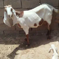 باسلام فروش بز سانن وپاکستانی