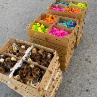 خروسک جوجه رنگی