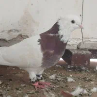 یک جفت طوقی سرخ و آجری