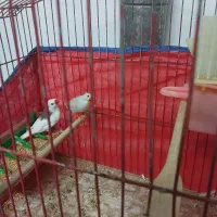 فنچ|پرنده|خوانسار, |دیوار