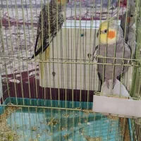 عروس هلندی جفت
