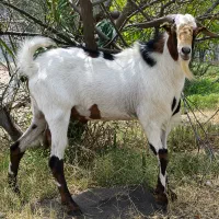 نری مال