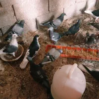 کبوتر رنگی و پلاکی