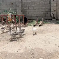 غاز فروشی
