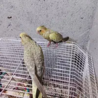 عروس هلندی