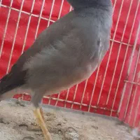 مرغ مینا جوجه عروس