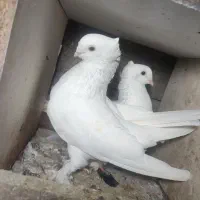کبوتر تزئینی کاکل پاپر بی نقص
