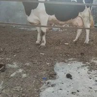 گاو شیر