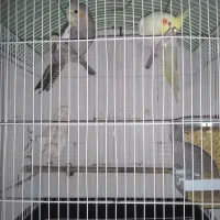 عروس هلندی