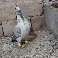 کبوتر پرشی