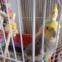 عروس هلندی نر وماده