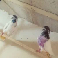 نرو ماده