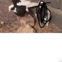 طوق سیاه