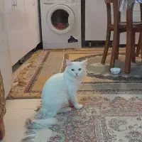 گربه