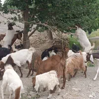 گوسفند بز و بزغاله بره