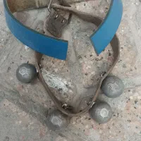 قورچه زنگوله سگ