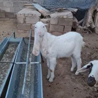 بز و بزغاله گلابی ونربزپاکستانی میش پلنگی سگ گله
