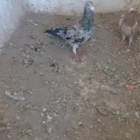 هفرنگ خطی