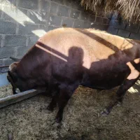 گوساله نر|حیوانات مزرعه|چترود, |دیوار