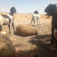 فروش بز خوب