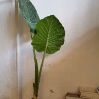 گل باباآدم