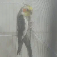 عروس هلندی نر بالغ