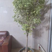 درختچه بنجامین ابلق