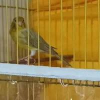 سه  تا قناری نر  و سه  تا قفس