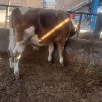 گوساله سیمینتال نر