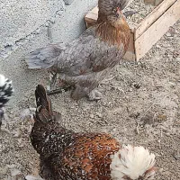 مرغ سلطان تخم گذار