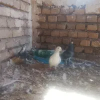 کبوتر جوجه کشی اس