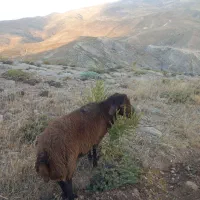 قوچ افشاری