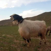 نربز|حیوانات مزرعه|قوچان, |دیوار
