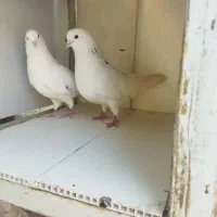 کفتر پرشی فوق سنگین