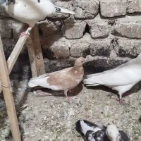 کبوتر تهرانی