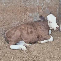 چهار راس گوساله نر سیمینتال(گاو)