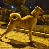 سگ آلابای جهت جفت گیری