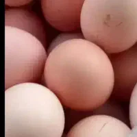 تخم مرغ محلی  تازه