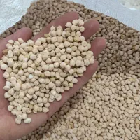 فروش نخود و لوبیا چیتی